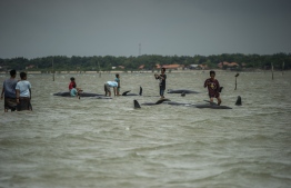People try to save short-finned pilot whales beached in Bangkalan, Madura island on February 19, 2021, as some 49 pilot whales have died after a mass stranding on the coast of Indonesia's main island of Java that sparked a major rescue operation. (Photo by Juni Kriswanto / AFP)