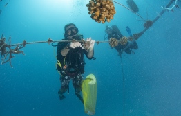 Coral restoration project underway at the MaRHE research and higher education centre located on Magoodhoo, Faafu Atoll, in collaboration with Milano-Bicocca University, PHOTO: MILANO-BICOCCA UNIVERSITY