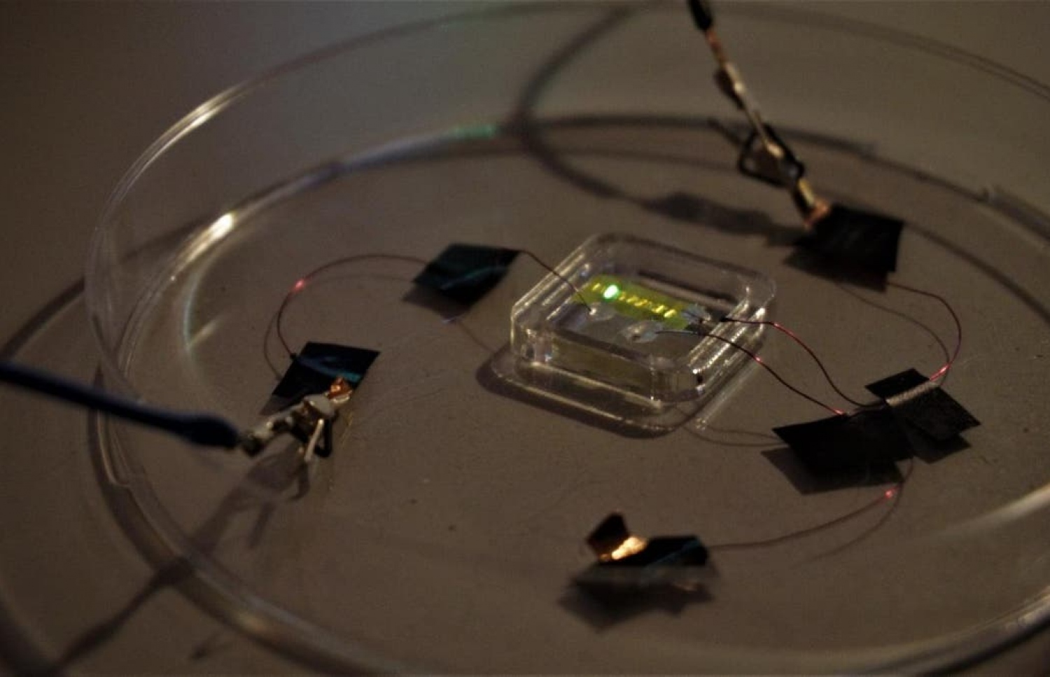 "ސްމާޓް ޓެޓޫ" އަކީ ގިނަ ކަންކަމަށް ބޭނުންކޮށްލެވޭނެ އެއްޗެއް.