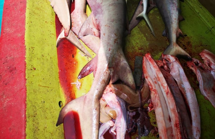 މިޔަރުގެ ވަގު ވިޔަފާރި ފުޅާވާކަން ފާހަގަވޭ: ފިޝަރީޒް