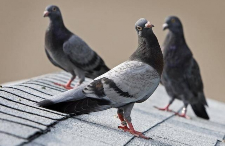 ކޮތަރާ އެކު 100 އަށް ވުރެ ގިނަ ދޫނި ހިމާޔަތްކޮށްފި