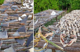 Illegally fished shark products photographed in Adh. Dhigurah in December 2020