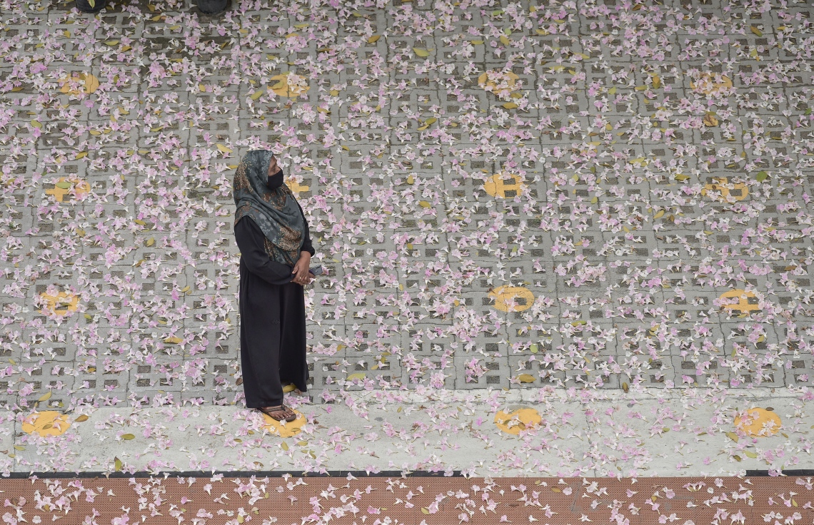 މާލެ- މާޗް 31، 2021: އަމީނިއްޔާ ތެރޭގައި ބިޔަކޮށް ހެދިފައި ހުރި ރީތި މަޑިމަސްވަކަރު ގަހުން ބިންމައްޗަށް ވެރިފައި ހުރި މާތައް --. ފޮޓޯ: ނިޝާން އަލީ/މިހާރު