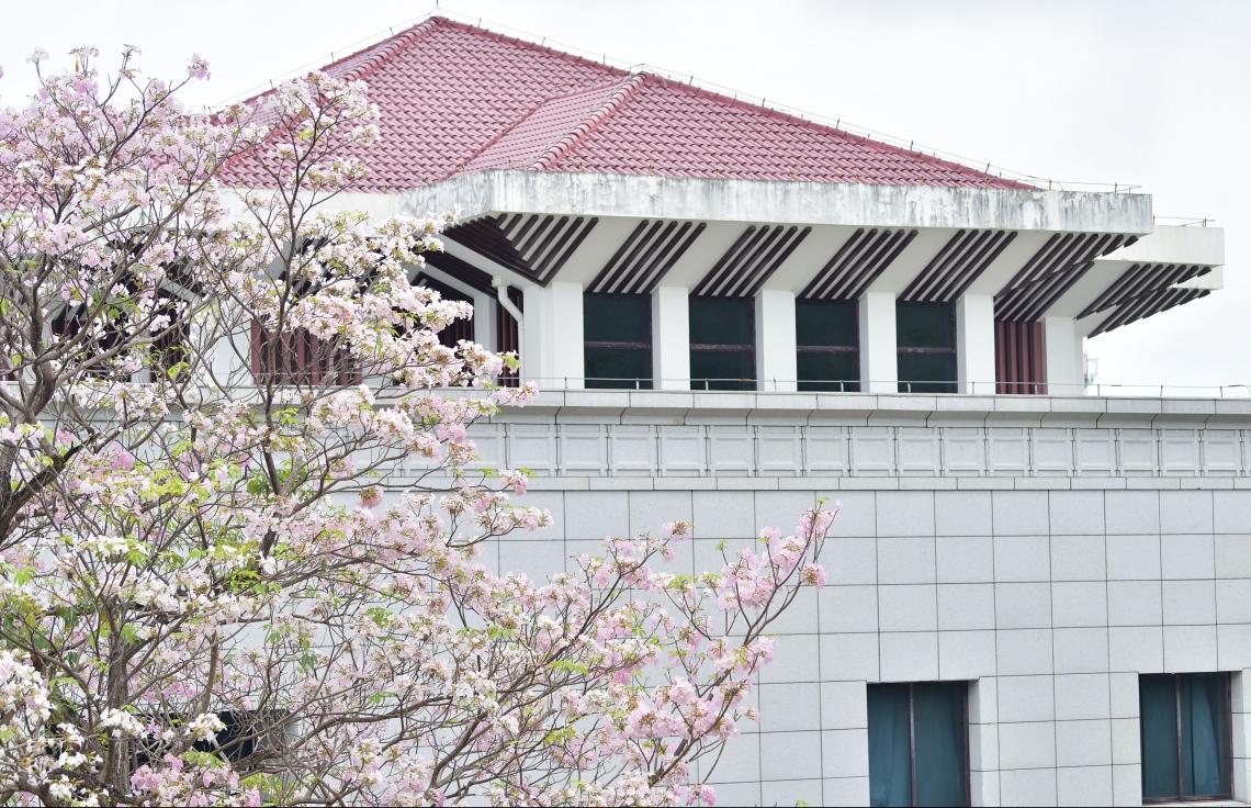 މާލެ- މާޗް 31، 2021: އަމީނިއްޔާ ތެރޭގައި ބިޔަކޮށް ހެދިފައި ހުރި ރީތި މަޑިމަސްވަކަރު ގަސް މަލުން ޖަރީވެފައި --. ފޮޓޯ: ނިޝާން އަލީ/މިހާރު