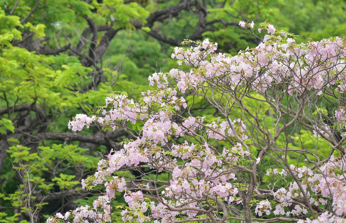 މާލެ- މާޗް 31، 2021: އަމީނިއްޔާ ތެރޭގައި ބިޔަކޮށް ހެދިފައި ހުރި ރީތި މަޑިމަސްވަކަރު ގަސް މަލުން ޖަރީވެފައި --. ފޮޓޯ: ނިޝާން އަލީ/މިހާރު