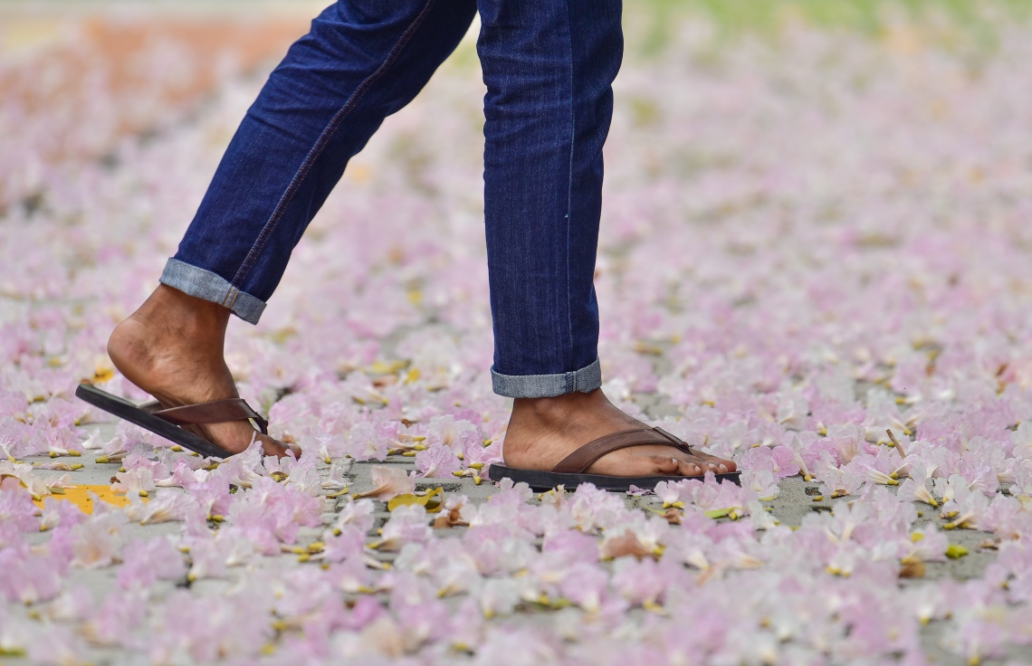 މާލެ- މާޗް 31، 2021: އަމީނިއްޔާ ތެރޭގައި ބިޔަކޮށް ހެދިފައި ހުރި ރީތި މަޑިމަސްވަކަރު ގަހުން ބިންމައްޗަށް ވެރިފައި ހުރި މާތައް --. ފޮޓޯ: ނިޝާން އަލީ/މިހާރު