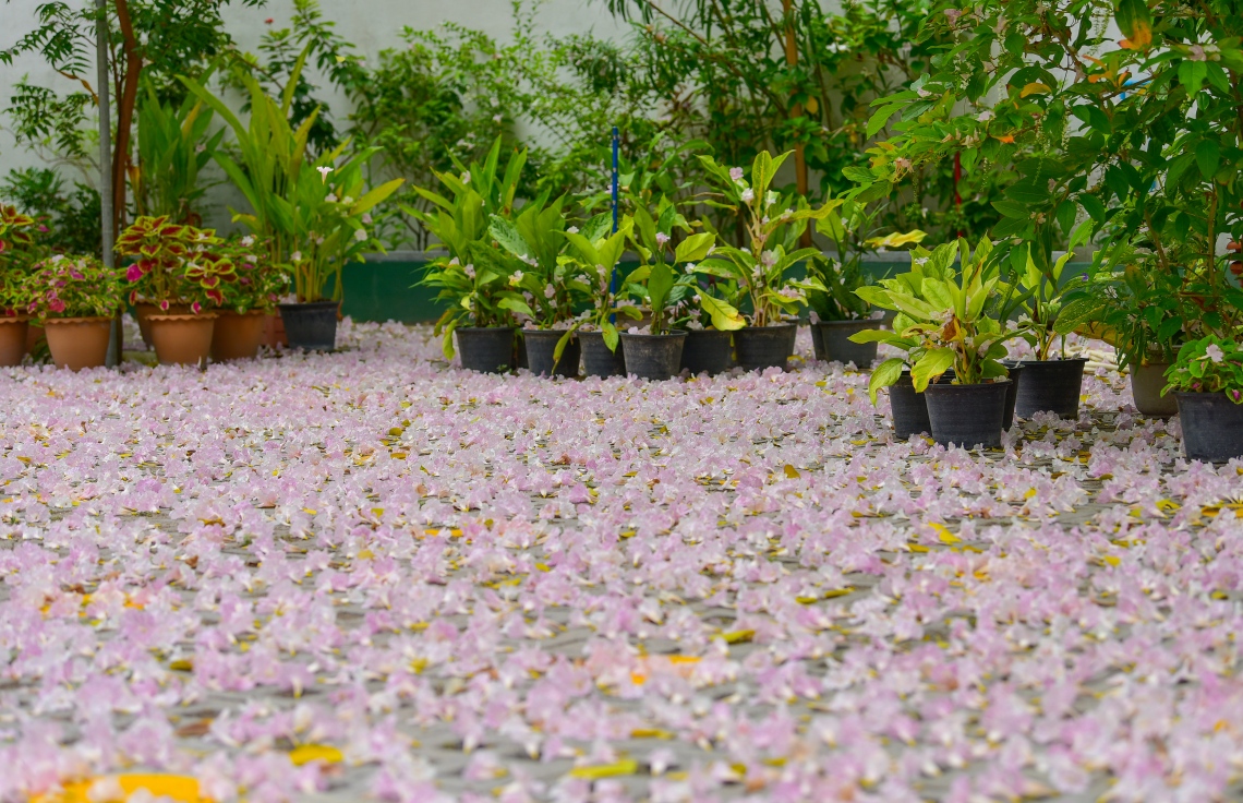 މާލެ- މާޗް 31، 2021: އަމީނިއްޔާ ތެރޭގައި ބިޔަކޮށް ހެދިފައި ހުރި ރީތި މަޑިމަސްވަކަރު ގަހުން ބިންމައްޗަށް ވެރިފައި ހުރި މާތައް --. ފޮޓޯ: ނިޝާން އަލީ/މިހާރު