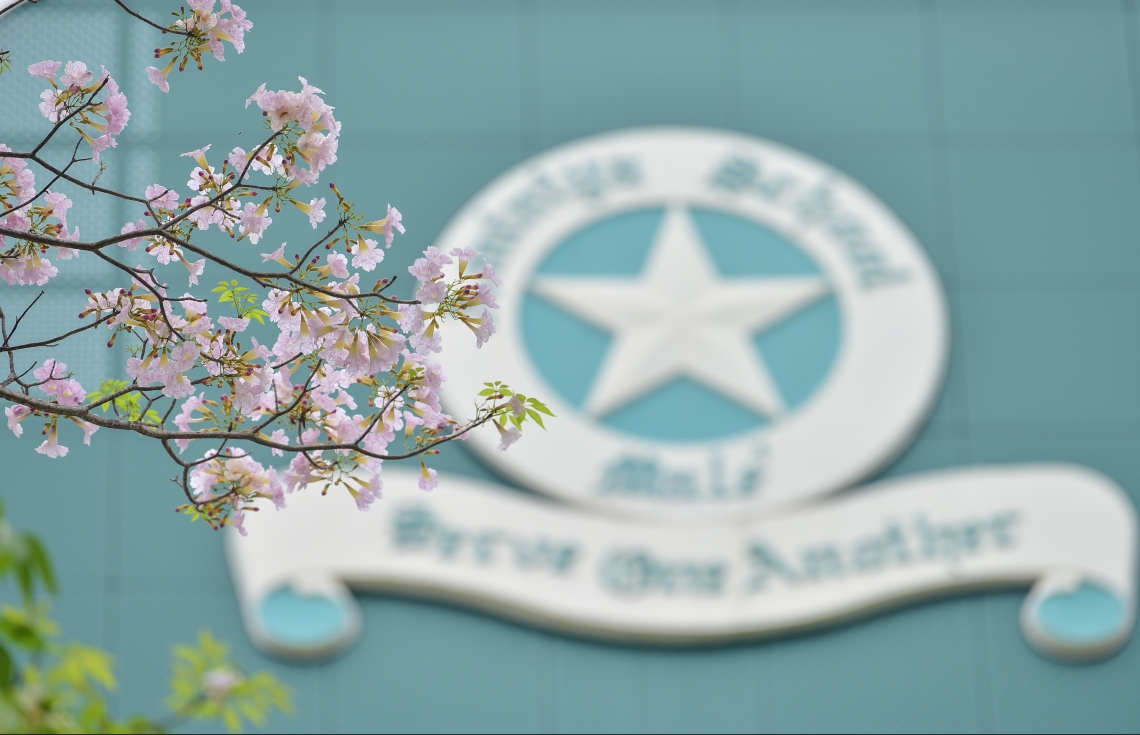 މާލެ- މާޗް 31، 2021: އަމީނިއްޔާ ތެރޭގައި ބިޔަކޮށް ހެދިފައި ހުރި ރީތި މަޑިމަސްވަކަރު ގަސް މަލުން ޖަރީވެފައި --. ފޮޓޯ: ނިޝާން އަލީ/މިހާރު