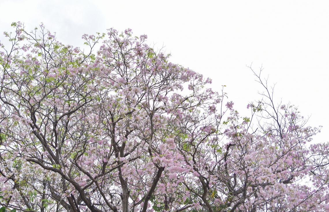 މާލެ- މާޗް 31، 2021: އަމީނިއްޔާ ތެރޭގައި ބިޔަކޮށް ހެދިފައި ހުރި ރީތި މަޑިމަސްވަކަރު ގަސް މަލުން ޖަރީވެފައި --. ފޮޓޯ: ނިޝާން އަލީ/މިހާރު