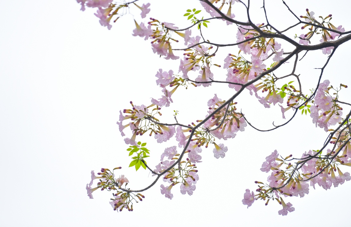 މާލެ- މާޗް 31، 2021: ޝަހީދު ހުސެން އާދަމް ބިލްޑިންގެ އިރުމަތީފަރާތުގައި ބޮޑުތަކުރުފާނު މަގަށް ވާގޮތަށް ހަދާފައިފައި އޮތް ޕާކިން ޒޯން ތެރޭ ބިޔަކޮށް ހެދިފައި ހުރި ރީތި މަޑިމަސްވަކަރު ގަސްތައް މަލުން ޖަރީވެފައި --. ފޮޓޯ: ނިޝާން އަލީ/މިހާރު