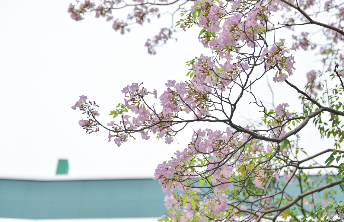 މާލެ- މާޗް 31، 2021: އަމީނިއްޔާ ތެރޭގައި ބިޔަކޮށް ހެދިފައި ހުރި ރީތި މަޑިމަސްވަކަރު ގަސް މަލުން ޖަރީވެފައި --. ފޮޓޯ: ނިޝާން އަލީ/މިހާރު