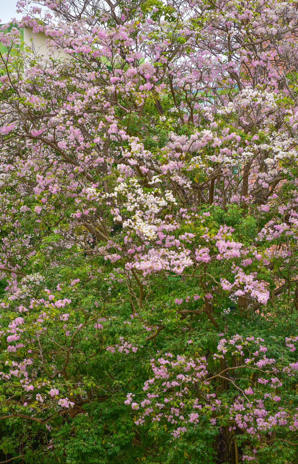 މާލެ- މާޗް 31، 2021: އަމީނިއްޔާ ތެރޭގައި ބިޔަކޮށް ހެދިފައި ހުރި ރީތި މަޑިމަސްވަކަރު ގަސް މަލުން ޖަރީވެފައި --. ފޮޓޯ: ނިޝާން އަލީ/މިހާރު