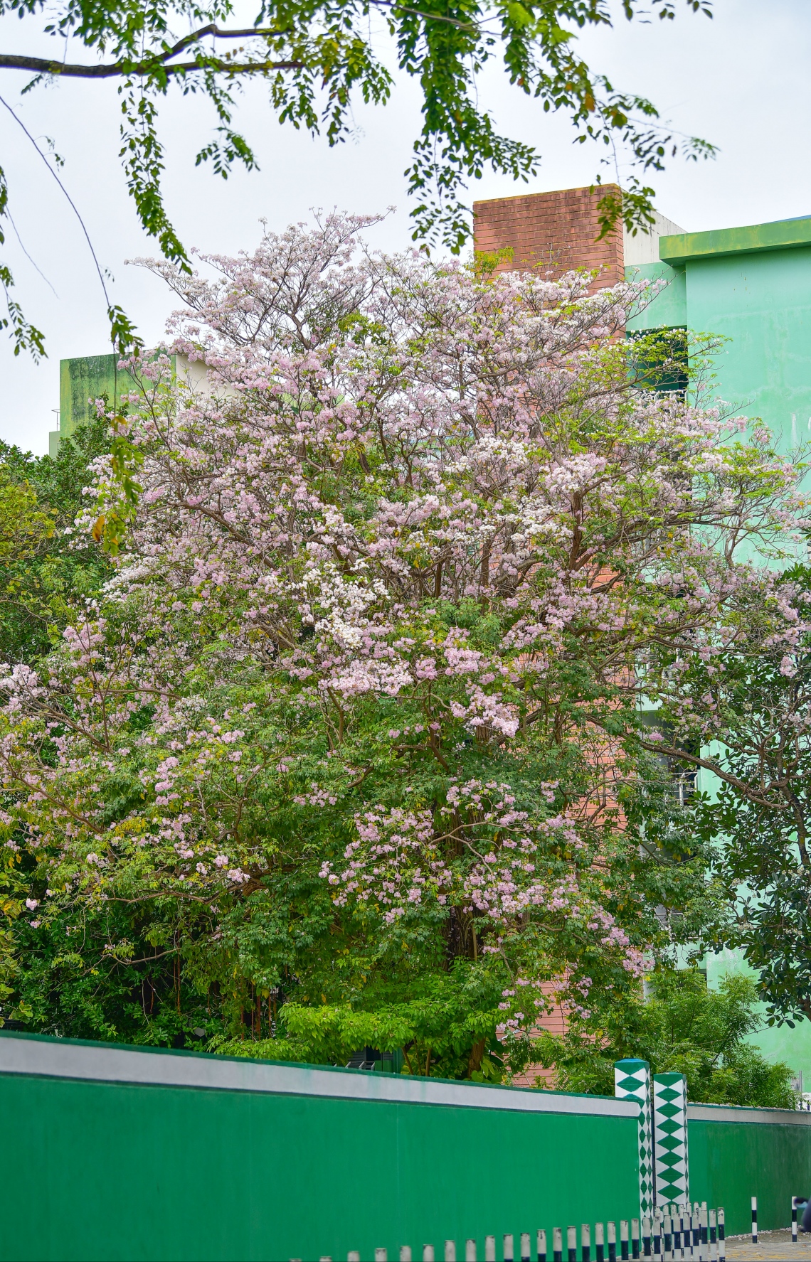 މާލެ- މާޗް 31، 2021: އަމީނިއްޔާ ތެރޭގައި ބިޔަކޮށް ހެދިފައި ހުރި ރީތި މަޑިމަސްވަކަރު ގަސް މަލުން ޖަރީވެފައި --. ފޮޓޯ: ނިޝާން އަލީ/މިހާރު