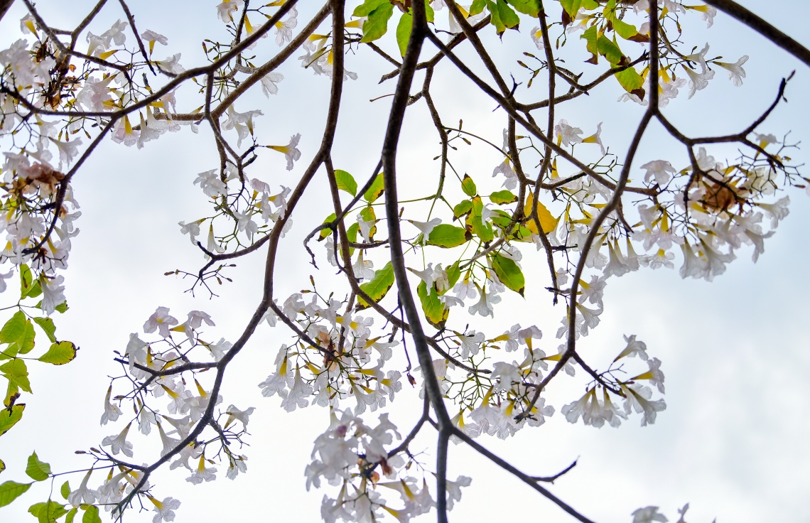 މާލެ- މާޗް 31، 2021: ޝަހީދު ހުސެން އާދަމް ބިލްޑިންގެ އިރުމަތީފަރާތުގައި ބޮޑުތަކުރުފާނު މަގަށް ވާގޮތަށް ހަދާފައިފައި އޮތް ޕާކިން ޒޯން ތެރޭ ބިޔަކޮށް ހެދިފައި ހުރި ރީތި މަޑިމަސްވަކަރު ގަސްތައް މަލުން ޖަރީވެފައި --. ފޮޓޯ: ނިޝާން އަލީ/މިހާރު