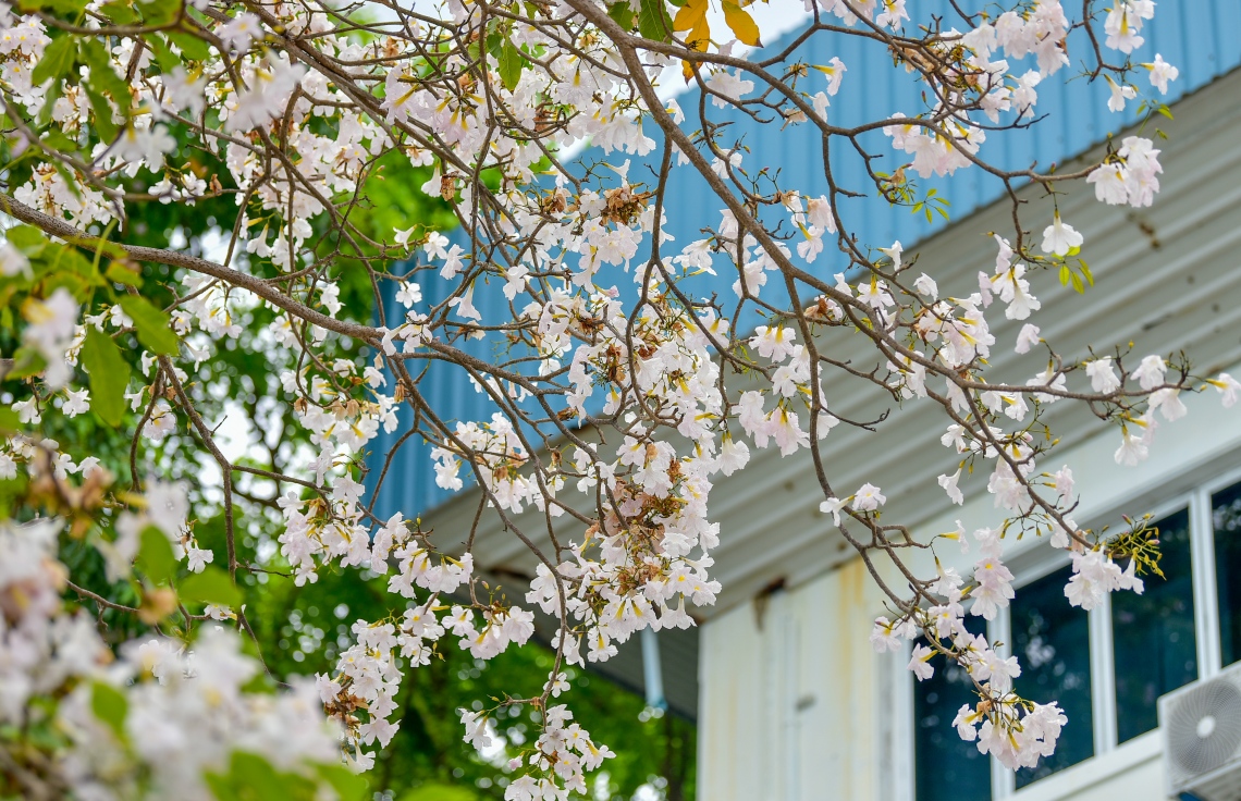 މާލެ- މާޗް 31، 2021: އަމީނިއްޔާ ތެރޭގައި ބިޔަކޮށް ހެދިފައި ހުރި ރީތި މަޑިމަސްވަކަރު ގަސް މަލުން ޖަރީވެފައި --. ފޮޓޯ: ނިޝާން އަލީ/މިހާރު