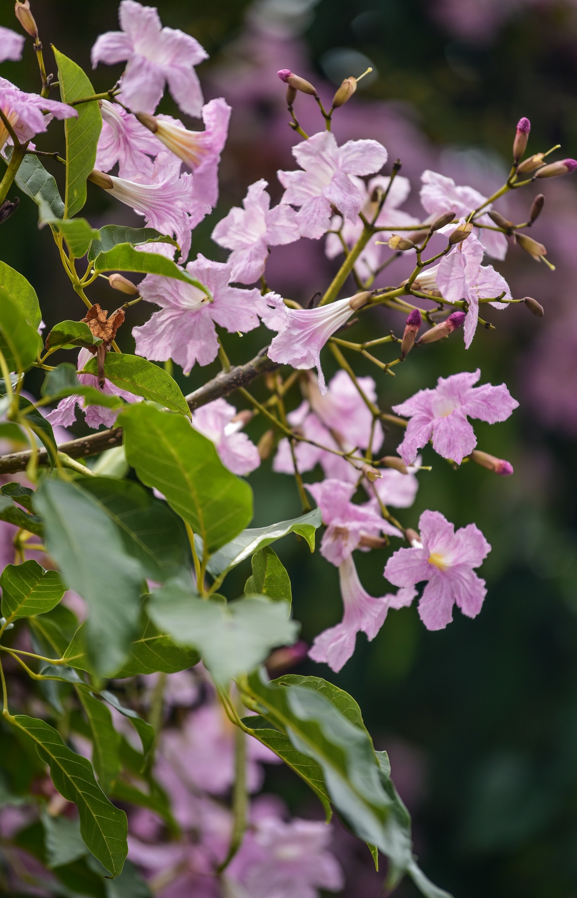 މާލެ- މާޗް 31، 2021: ޝަހީދު ހުސެން އާދަމް ބިލްޑިންގެ އިރުމަތީފަރާތުގައި ބޮޑުތަކުރުފާނު މަގަށް ވާގޮތަށް ހަދާފައިފައި އޮތް ޕާކިން ޒޯން ތެރޭ ބިޔަކޮށް ހެދިފައި ހުރި ރީތި މަޑިމަސްވަކަރު ގަސްތައް މަލުން ޖަރީވެފައި --. ފޮޓޯ: ނިޝާން އަލީ/މިހާރު