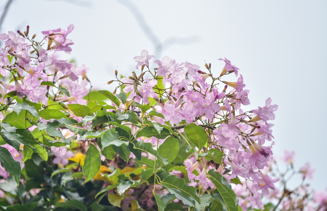 މާލެ- މާޗް 31، 2021: ޝަހީދު ހުސެން އާދަމް ބިލްޑިންގެ އިރުމަތީފަރާތުގައި ބޮޑުތަކުރުފާނު މަގަށް ވާގޮތަށް ހަދާފައިފައި އޮތް ޕާކިން ޒޯން ތެރޭ ބިޔަކޮށް ހެދިފައި ހުރި ރީތި މަޑިމަސްވަކަރު ގަސްތައް މަލުން ޖަރީވެފައި --. ފޮޓޯ: ނިޝާން އަލީ/މިހާރު