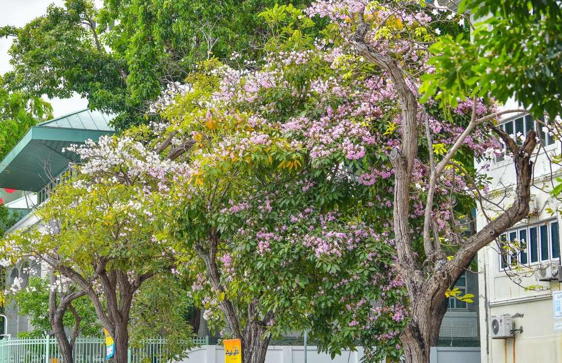 މާލެ- މާޗް 31، 2021: ޝަހީދު ހުސެން އާދަމް ބިލްޑިންގެ އިރުމަތީފަރާތުގައި ބޮޑުތަކުރުފާނު މަގަށް ވާގޮތަށް ހަދާފައިފައި އޮތް ޕާކިން ޒޯން ތެރޭ ބިޔަކޮށް ހެދިފައި ހުރި ރީތި މަޑިމަސްވަކަރު ގަސްތައް މަލުން ޖަރީވެފައި --. ފޮޓޯ: ނިޝާން އަލީ/މިހާރު