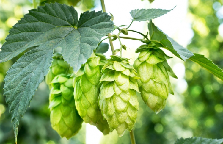 ތަރުކާރީގެ ބާވަތެއް، ކިލޯއެއް އެއް ލައްކަ ރުޕީސް އަށް