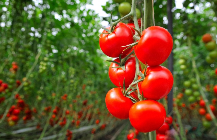 ޓޮމާޓޯގެ ފައިދާތަކުގެ ލިސްޓް ވަރަށް ދިގު