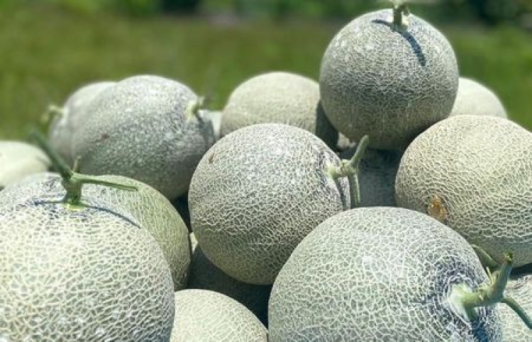 1،500 ދަނޑުވެރިން އެގްރޯނެޓްގައި ރަޖިސްޓަރީވެއްޖެ