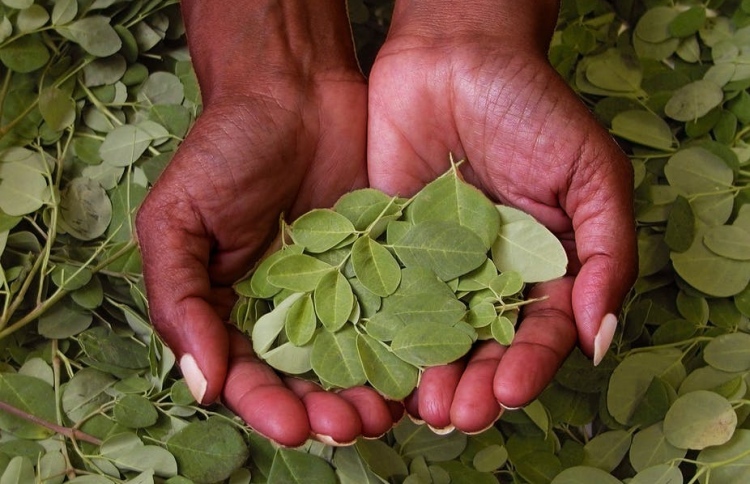 ތެލުލިފަތެއް ނޫން؛ ކާންވީ ތާޒާ މުރަނގަފަތް