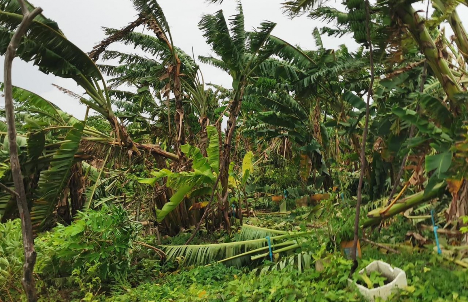 ކޮޅިގަނޑުގައި ހދ. ވައިކަރަދޫ ދޮންކެޔޮ ދަނޑަށް ގެއްލުންވެފައި--