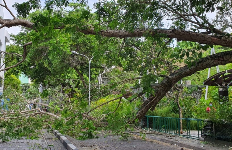 ސަލްޓަންޕާކުގެ ގަހެއް ވެއްޓި ލިލީމަގު ބަންދުވެއްޖެ