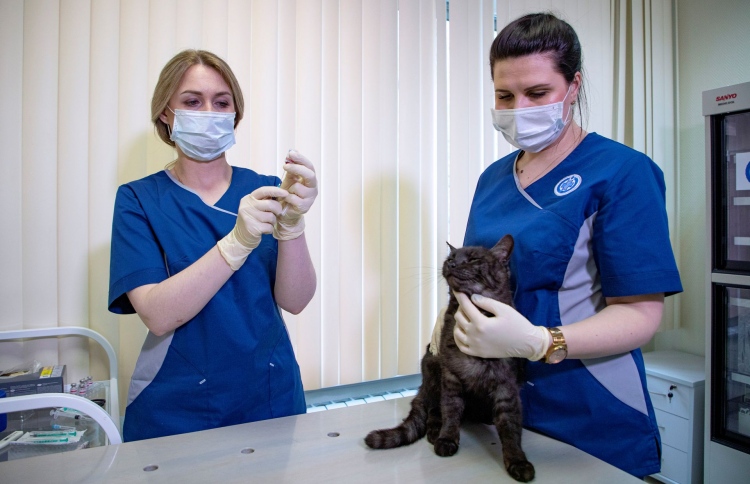 ރަޝިއާ އިން ޖަނަވާރަށް ކޮވިޑް ވެކްސިން ދޭން ފަށައިފި