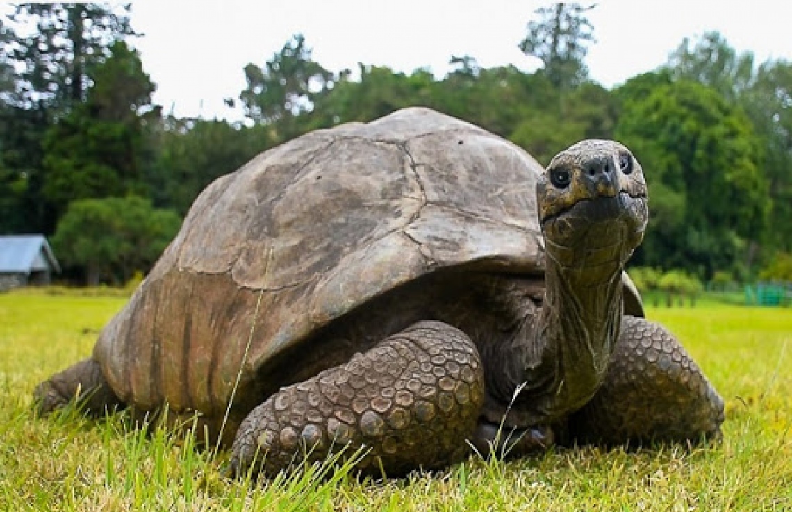 އެންމެ ދުވަސްވީ ޖަނަވާރު: 189 އަހަރުގެ ކަހަނބެއް