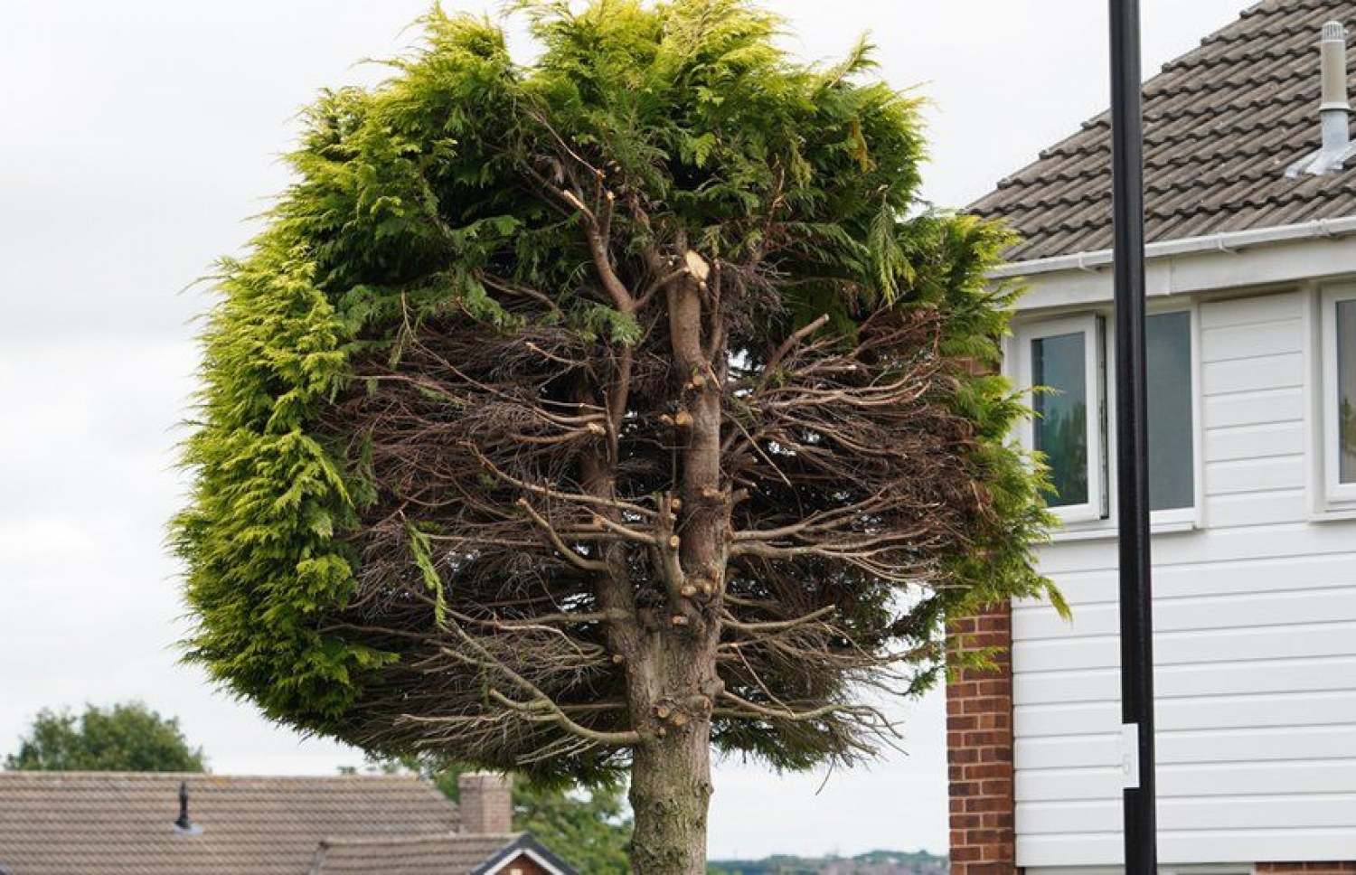 ގަހުގެ އެއްބައި ކޮށާލާފައި.