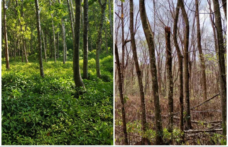 ރާއްޖޭގެ ހަމައެކަނި ޖަންގަލި މަރުވެ ނެތިދަނީ!