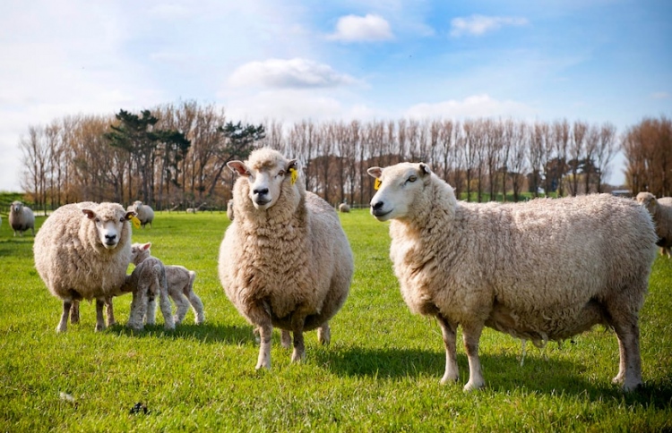 ކަންބަޅިތަކަށް އިހާނެތިކޮށް ހިތި މީހަކު ބަންދުކޮށްފި