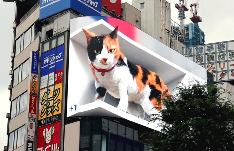 މިއޮތީ ވަރަށް ބޮޑު ބުޅަލެއް!