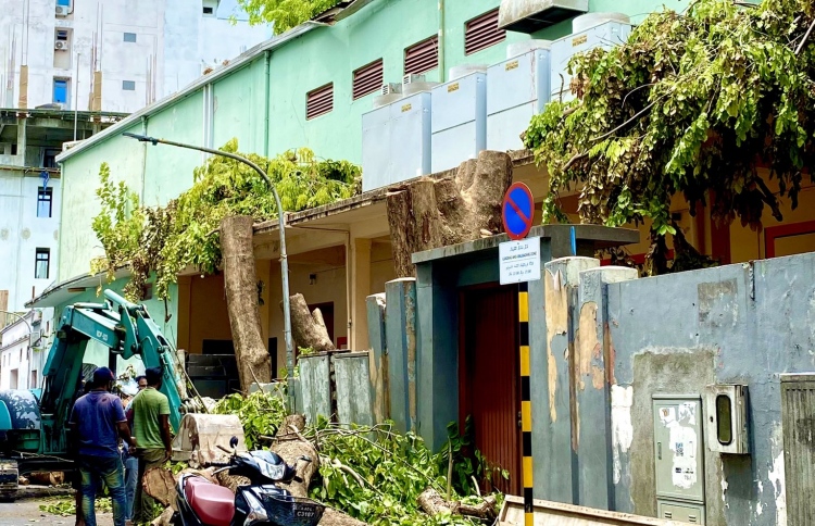 އޮލިމްޕަހުގެ ގަސްތައް ކެނޑީ ހުއްދަ ލިބިގެން: އެންސީއޭ