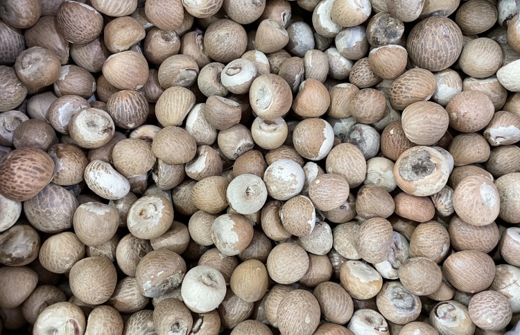 ފޯއް ބަސްތާއެއްގެ އަގު 9،000ރ. އަށް އަރައިފި