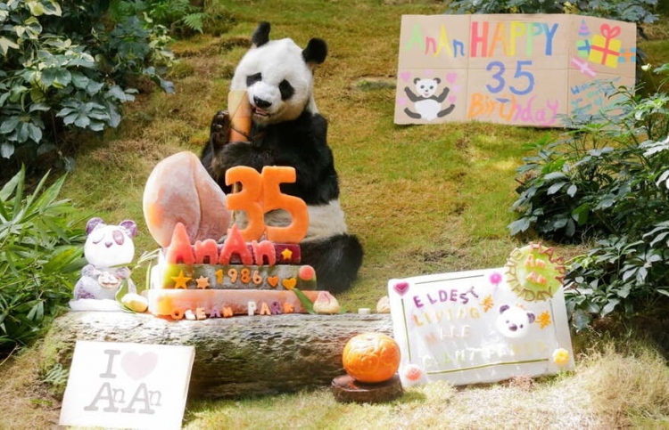 އެންމެ ދުވަސްވީ ޕެންޑާ އަށް 35 އަހަރު