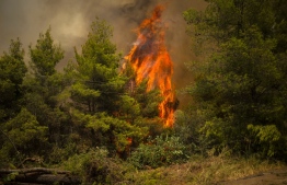 A blaze engulfs trees in its path as forest fires approach near the village of Avgaria on Evia (Euboea) island, Greece's second largest island, on August 8, 2021. - Nearly 900 firefighters, reinforced overnight with fresh arrivals from abroad, were deployed on the country's second largest island as major towns and resorts remained under threat from a fire that has been burning for eight days -- Photo: Angelos Tzortzinis/ AFP