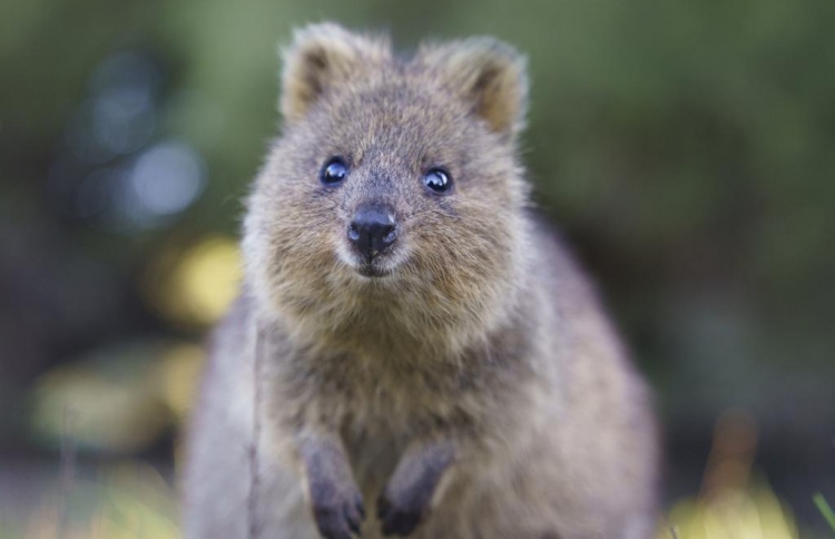 ޖަނަވާރަކަށް ސިނގިރެޓް ދިނުމުން ޖަލު ހުކުމެއްގެ ބިރު