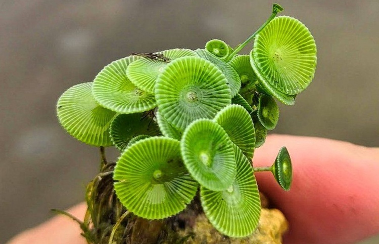 އަލަށް ފެނުނު އަލްގީއަށް މާމެއިޑްއާ ގުޅުވައި ނަން ދީފި