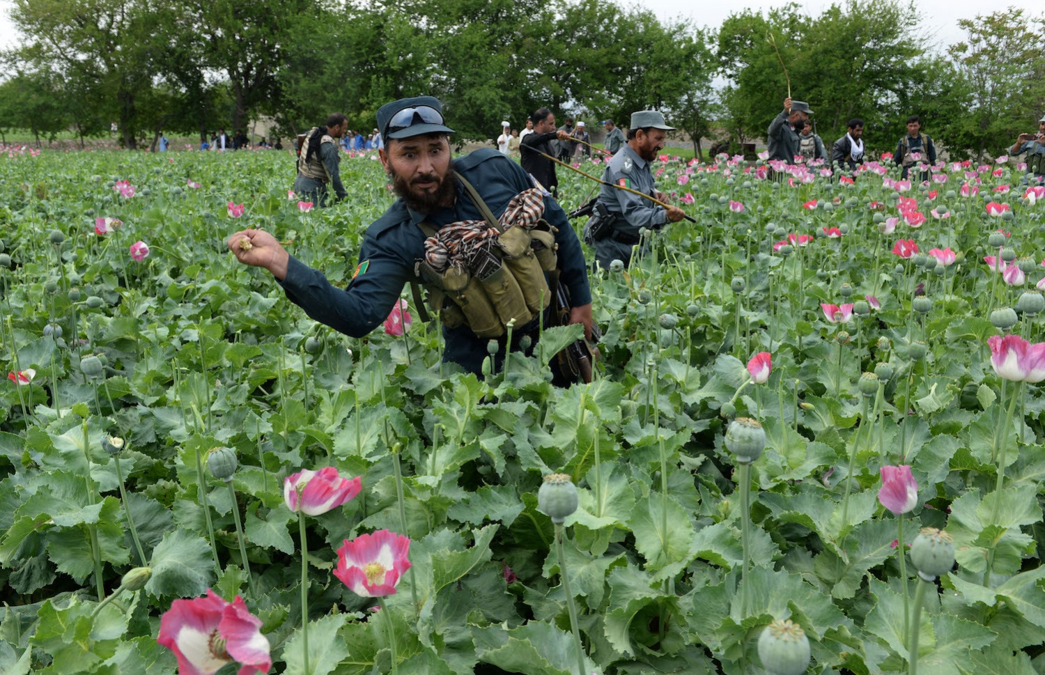 އަފްގާނިސްތާނުގައި އަފިހުން ހައްދަނީ: ޑްރަގްސްގެ މައްސަލަ ބޮޑު ގައުމެއް