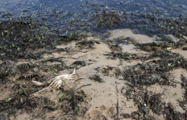 A dead crab is washed up on the shore of the Mar Menor in Puerto Bello de la Manga, near Murcia on August 25, 2021. Thousands of dead fish have washed up on the shores of the Mar Menor, a large saltwater lagoon in south-east Spain. Environmentalists attributed the high mortality of the fishes to a lack of oxygen in the water -- Photo: Jose Miguel  Fernandez/ AFP