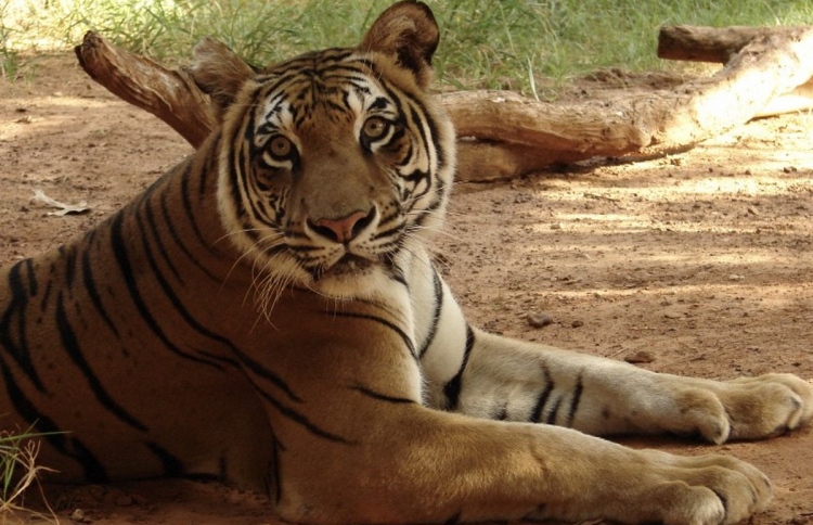 އެންމެ ދުވަސްވީ މިނިކާވަގަށް 26 އަހަރު