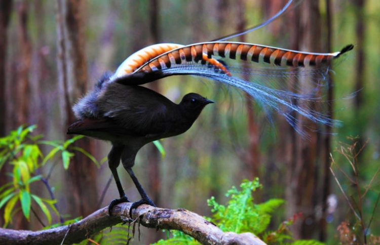 ތުއްތުކުއްޖަކު ރޯހެން އަޑުލައްވާ ދޫންޏެއް