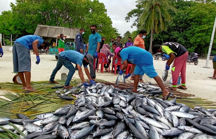 ނޮޅިވަރަމަށް 1.2 ޓަނުގެ ރޯމަސް ހަދިޔާކޮށްފި