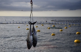 (FILES) In this file photograph taken on July 9, 2021, a pair of bluefin tuna are hoisted by crane after being fished by divers in a purse seine at the Balfego fishing company's aquaculture facility on the open sea off the coast of L'Atmella de Mar. - The perilous state of the planet's wildlife will be laid bare when the largest organisation for the protection of nature meets on September 3, hoping to help galvanise action as the world faces intertwined biodiversity and climate crises. The nine-day IUCN meeting, will include an update of its Red List of Threatened Species, measuring how close animal and plant species are to vanishing forever. -- Photo:  Pau Barrena/ AFP