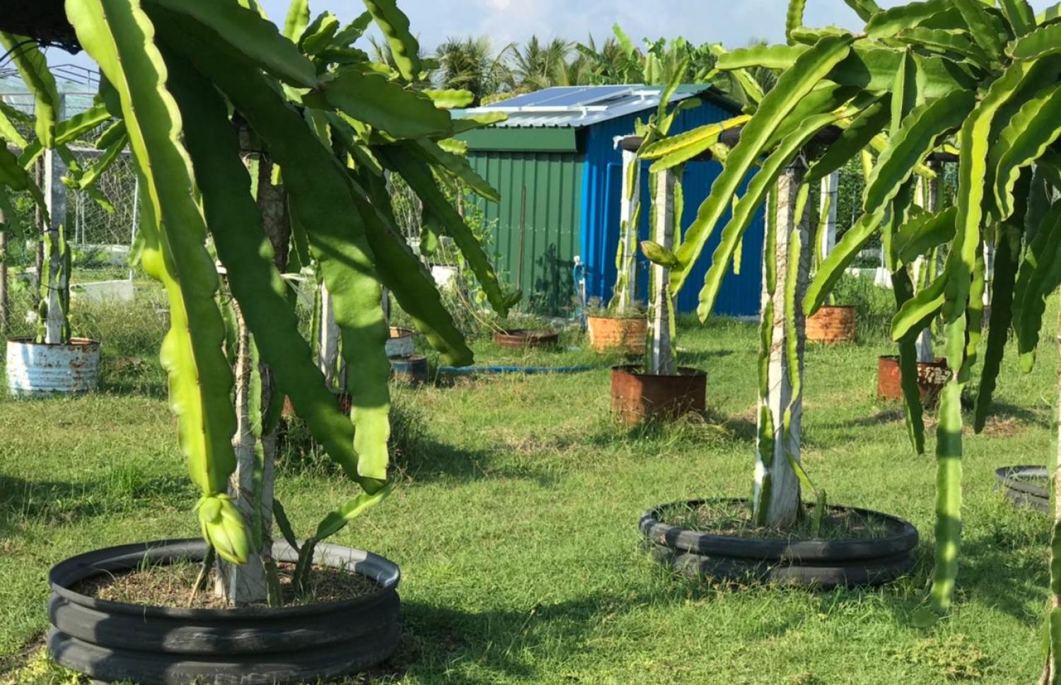 ރަމްޒީގެ ދަނޑުގައި ޑްރެގަން ފުރުޓް ގަސްތައް ހައްދައިފައި.-- ފޮޓޯ: އަބްދުﷲ ރަމްޒީ