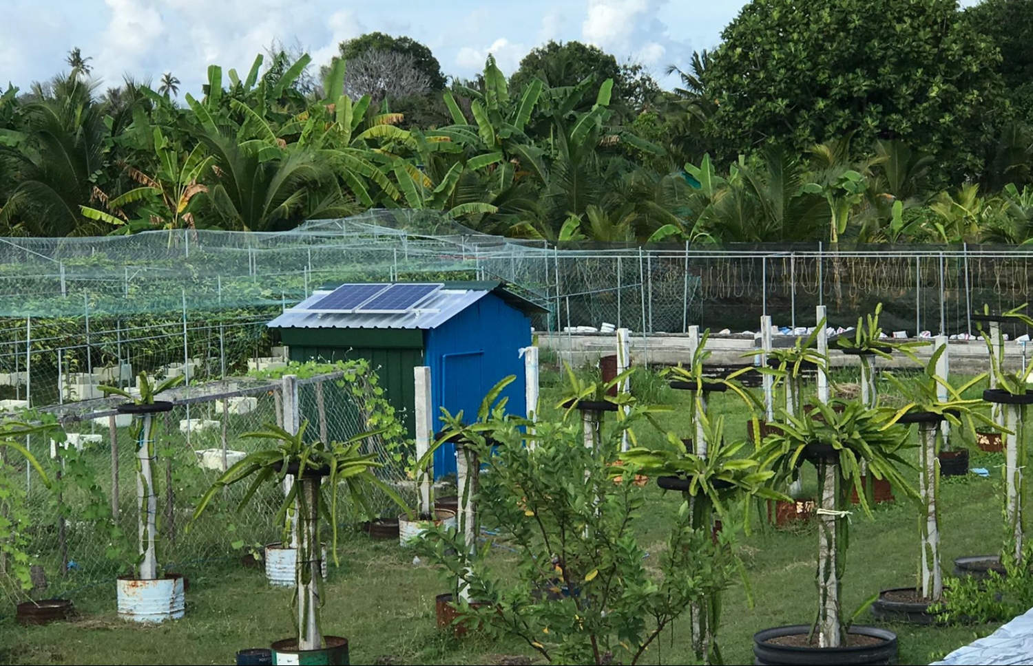 ރަމްޒީގެ ދަނޑު: ޑްރެގަން ފުރުޓާއި ޕެޝަން ފުރުޓާއި ކިއުކަންބާއި ފޭރު އޭނާ ހައްދާ.-- ފޮޓޯ: އަބްދުﷲ ރަމްޒީ