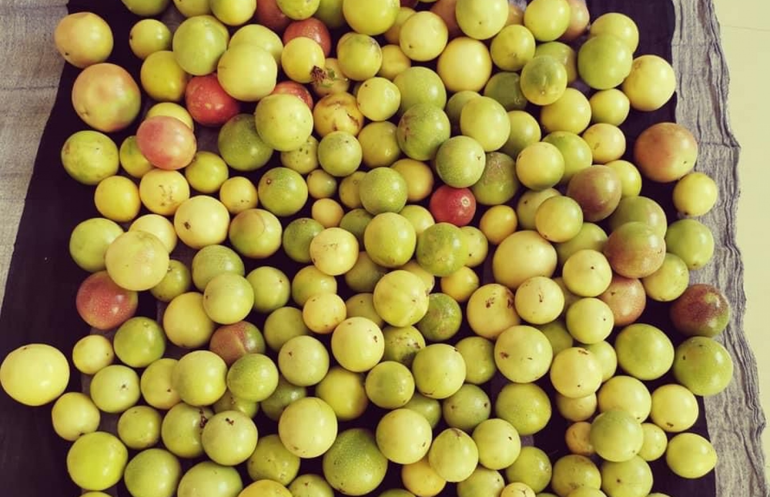 ރަމްޒީގެ ދަނޑުގައި ހައްދާ ޕެޝަން ފުރުޓުތައް ގަހުން ބިނދެފައި.