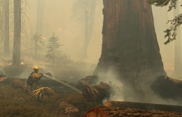 In this handout image courtesy of the Bureau of Indian Affairs (BIA) released on September 19, 2021, a firefighter sprays the base of a Giant Sequoia as the Windy fire burns along the Trail of 100 Giants in the Sequoia National Forest, near Ponderosa, California. -- Photo: Mike McMillan / Bureau of Indian Affairs (BIA) / AFP